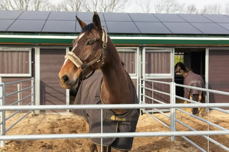 paardenstalling limburg