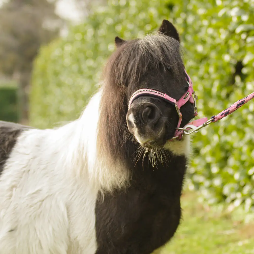 kinderfeestje pony