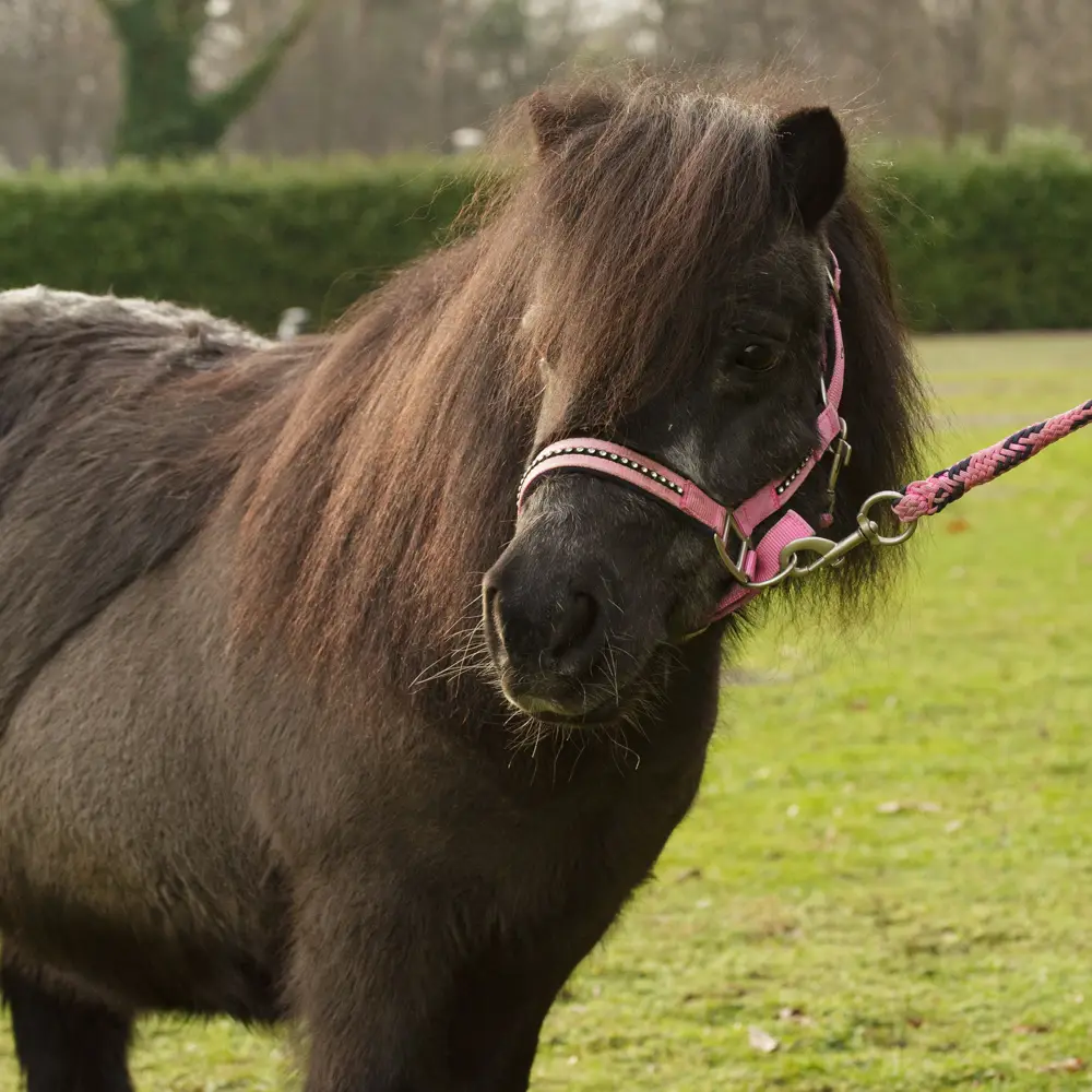 kinderfeestje met pony