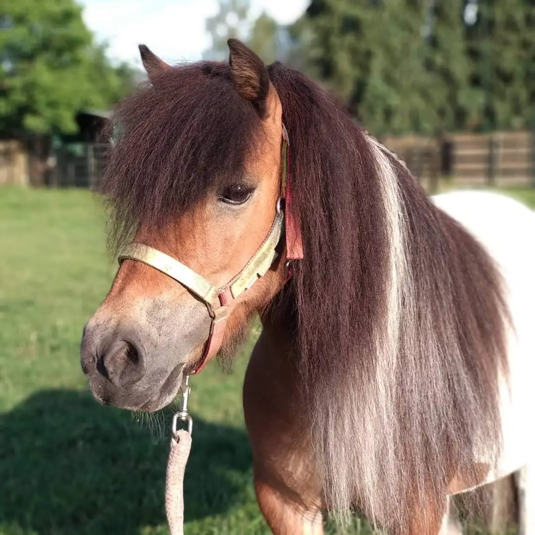 op vakantie met je pony