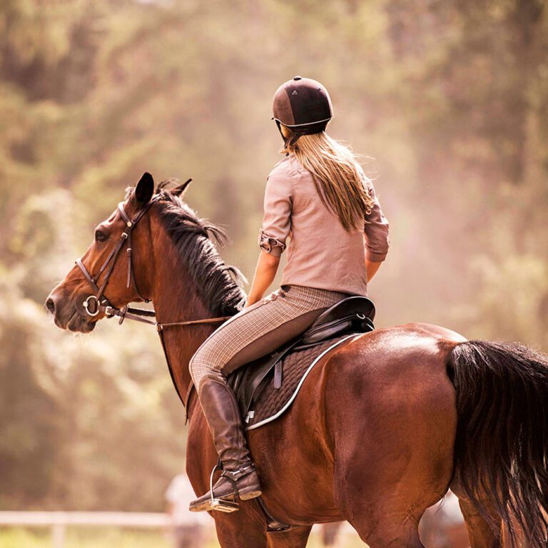 allround training paard instructieweekend