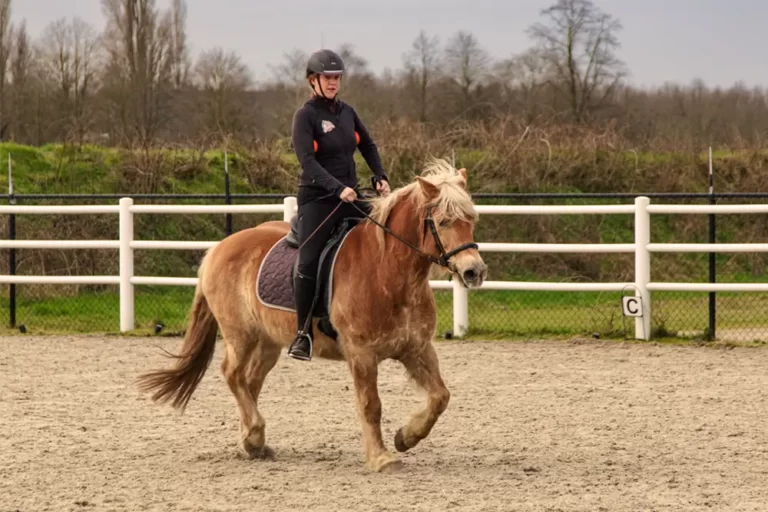 paardensport instructie